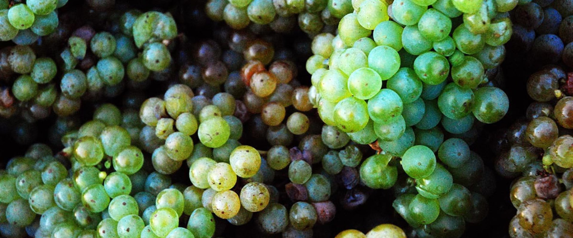 The Fascinating World of Riesling: Everything You Need to Know