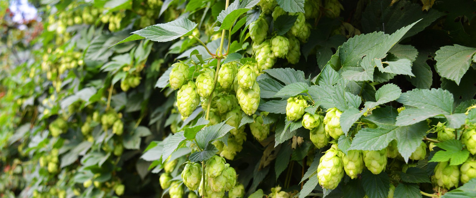 The Essential Guide to Hops for Home Brewers and Vintners