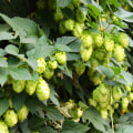 The Essential Guide to Hops for Home Brewers and Vintners