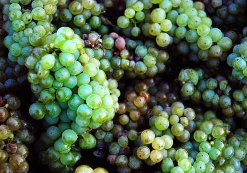 The Fascinating World of Riesling: Everything You Need to Know