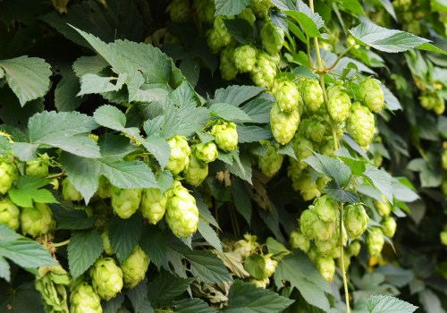 The Essential Guide to Hops for Home Brewers and Vintners